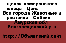 щенок померанского шпица › Цена ­ 45 000 - Все города Животные и растения » Собаки   . Амурская обл.,Благовещенский р-н